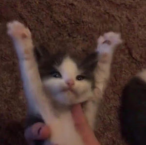 Meet your Posher, Myranda